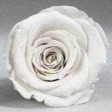 Emilia's Mixed Rose Garden(Freshly-Cut Roses)*FREE Local Delivery