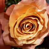 Sensation (Freshly Cut Roses Version) *FREE Local Delivery