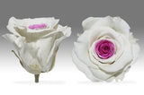 Enchanted Capsule