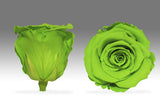 Eternal Love Rose-SOLD OUT-Available in 3 business days Pre-order today!