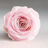 Emilia's Mixed Rose Garden(Freshly-Cut Roses)*FREE Local Delivery