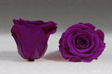 Enchanted Capsule