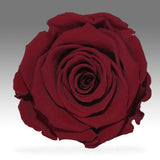 Sensation (Freshly Cut Roses Version) *FREE Local Delivery